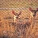 The Benefits of Installing a Wire Fence for Your Garden or Farm