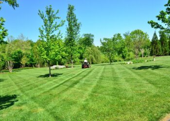 From Maintenance to Landscaping: The Complete Guide to Commercial Lawn Care