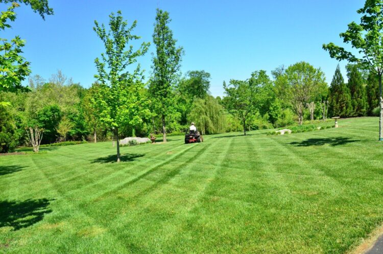 From Maintenance to Landscaping: The Complete Guide to Commercial Lawn Care