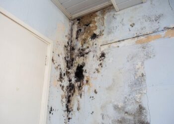 8 Roles of Mold Inspection Certification in Protecting Your Home’s Value
