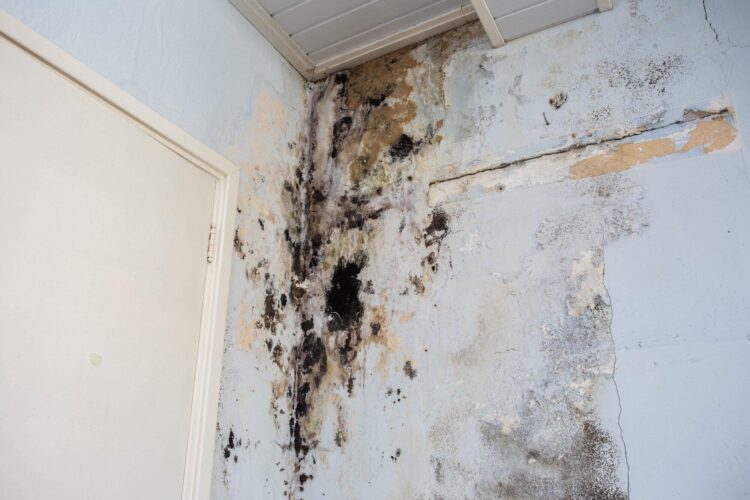 8 Roles of Mold Inspection Certification in Protecting Your Home’s Value