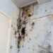 8 Roles of Mold Inspection Certification in Protecting Your Home’s Value