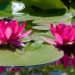 7 Types of Macrophytes for a Stunning Decorative Ponds