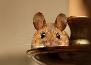 The Ultimate Guide to Choosing the Perfect Cute Rodent Pet