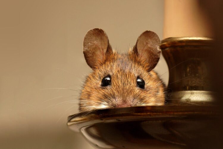 The Ultimate Guide to Choosing the Perfect Cute Rodent Pet