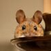 The Ultimate Guide to Choosing the Perfect Cute Rodent Pet