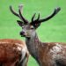 Why Is Deer Antler Velvet Banned in Some Sports?