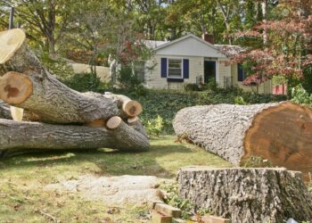 Top Signs It’s Time for Tree Removal and Stump Grinding Services
