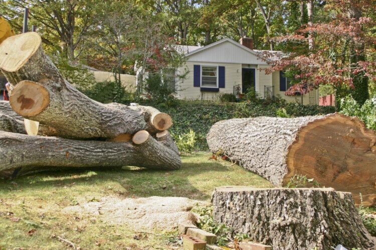 Top Signs It’s Time for Tree Removal and Stump Grinding Services