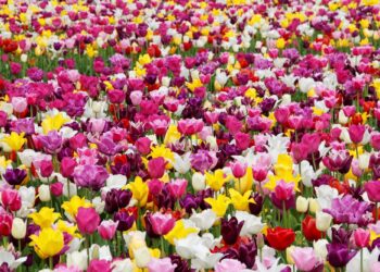 Exploring the Beauty and Diversity: Different Types of Tulips