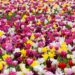 Exploring the Beauty and Diversity: Different Types of Tulips