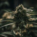 THCa Edibles 101