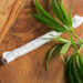 High-Quality Pre-Rolled Joints Pack Considerations: A Buyer’s Guide